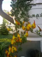 blume-mutz.webp