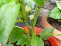 gemischt 048.webp