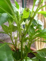 gemischt 050.webp