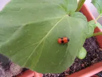 käfer4.webp