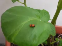 käfer3.webp