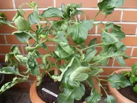 gemischt 051.webp