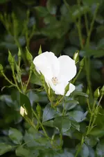 IMG_1854.webp