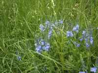 BILD1485.webp