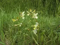 BILD1497.webp