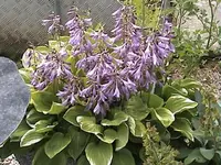DSC00008.webp