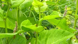 DSCN3073.webp