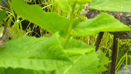 DSCN3074.webp