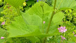 DSCN3075.webp
