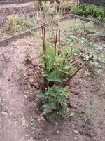 P100612_11.10.webp