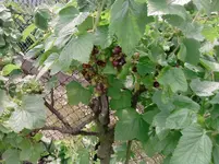 P100612_11.10_[02].webp