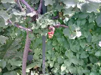P100612_11.11.webp