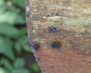 unbekannter Käfer im Garten 01.webp