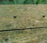 unbekannter Käfer im Garten 02.webp