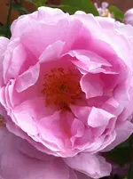 IMG_0919.webp