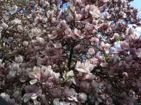 IMG_0665.webp