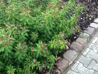 019.webp