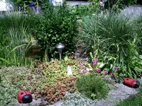 Am Teich.10.06.2012.webp