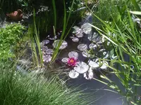 Am Teich1.10.06.2012.webp