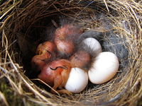 rotschwanzbabys_10.06.webp