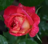 Midsummer 120611.webp