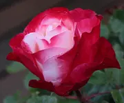 Nostalgie 120611.webp