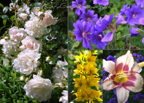 Vita June-11 2012.webp