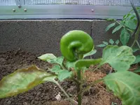 paprika.webp
