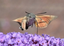 01. rukakan - Taubenschwänzchen.webp 01. rukakan - Taubenschwänzchen.webp