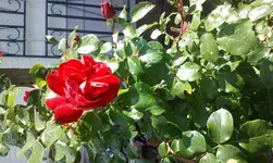 2012-06-11 16.56.37.webp