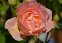 Ghislaine de Feligonde.webp