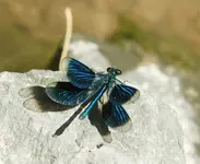 02. Büchermammut - Libelle in Blau.webp 02. Büchermammut - Libelle in Blau.webp