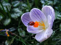 _Marienkaefer-Spagat.webp