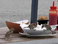 Essen mit Freunden (1)v.webp