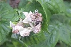 biene an himbeere.webp