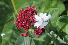 Storch an Spornblume.webp