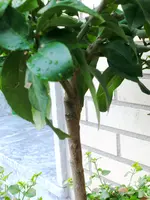 Citrus lemon VESt 1.webp