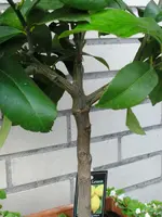 Citrus lemon VESt 2.webp