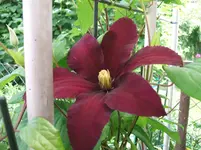 2012_0611juni120001.webp