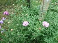 2012_0611juni120004.webp