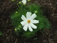 2012_0607juni120003.webp
