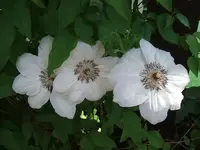 2012_0606juni120001.webp
