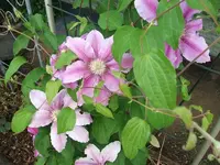 2012_0606juni120002.webp