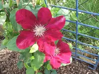 2012_0606juni120003.webp