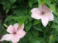 2012_0606juni120007.webp