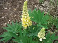 2012_0606juni120010.webp
