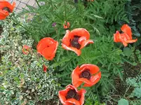 2012_0606juni120014.webp