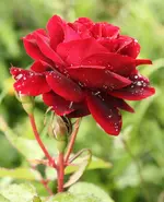 IMG_0072.webp