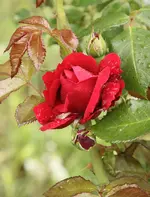 IMG_0073.webp