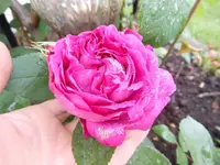 k-DSCN0014.webp